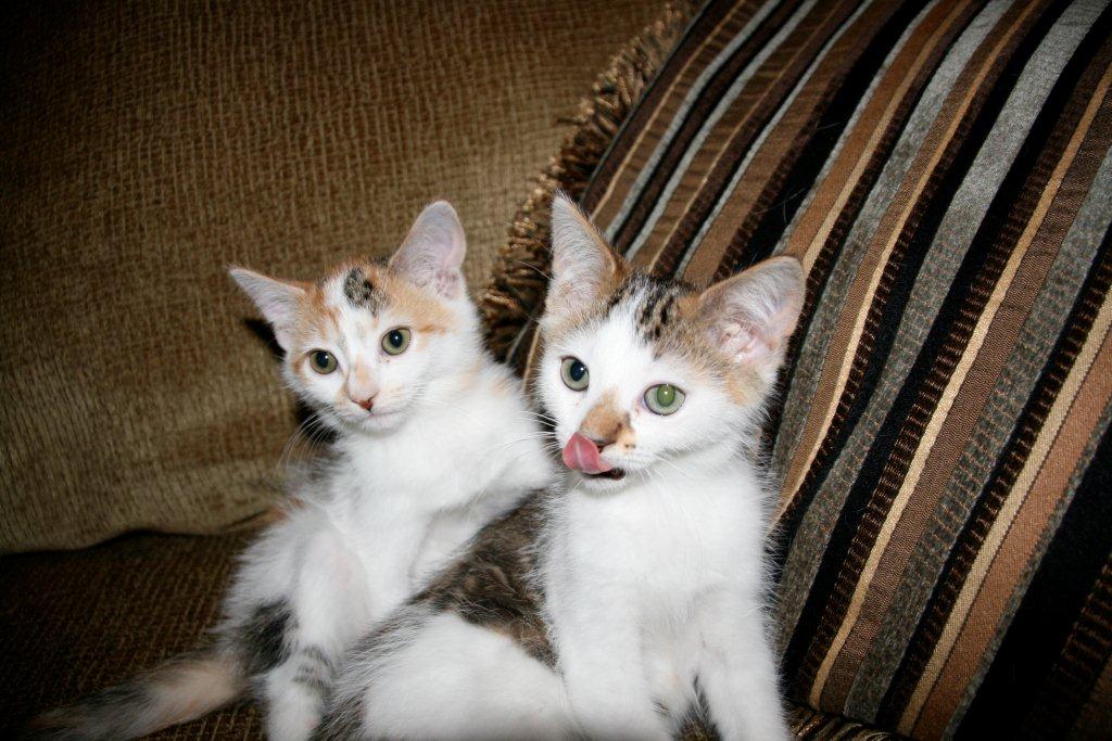 Libby & Lavender